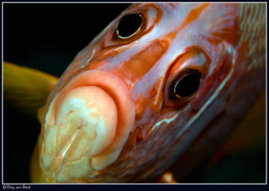 Bigeye by Dray Van Beeck 